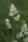 Orchardgrass